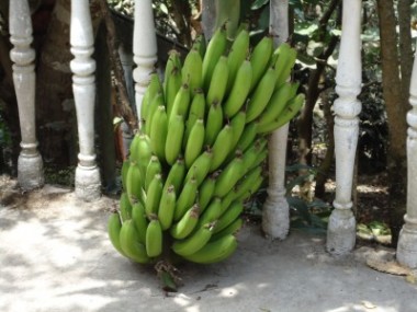 "The first bananas from our garden"