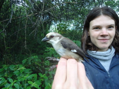 Pale-headed Brush Finch